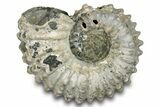 Bumpy Ammonite (Douvilleiceras) Fossil - Madagascar #277193-1